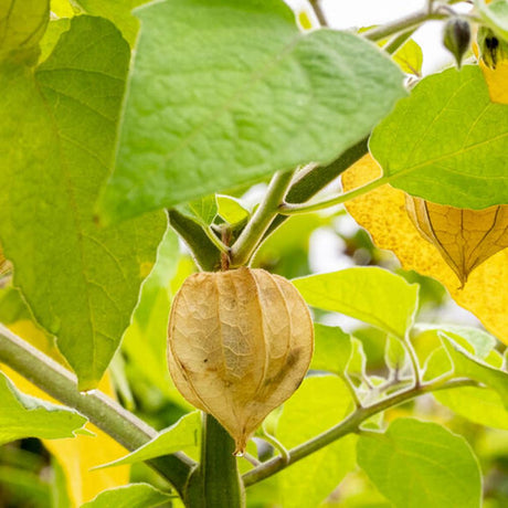 Physalis peruviana – egzotikus gyümölcstermő növény édes-savanykás narancssárga bogyókkal