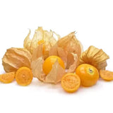 Physalis peruviana – egzotikus gyümölcstermő növény édes-savanykás narancssárga bogyókkal