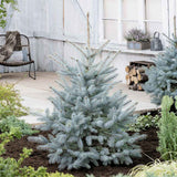 Brad de Craciun Molid Argintiu albastru (Picea Glauca) Super Blue