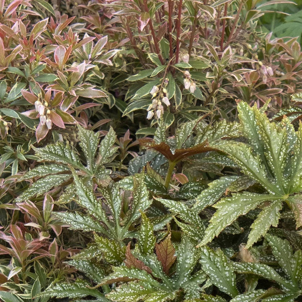 Japán pierisz ‘Little Heath’ (Pieris japonica) – örökzöld díszcserje zöld-fehér tarka lombbal