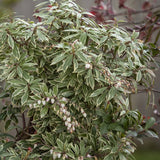 Japán pierisz ‘Little Heath’ (Pieris japonica) – örökzöld díszcserje zöld-fehér tarka lombbal