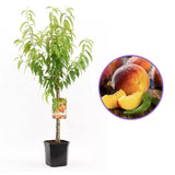 Piersic (Prunus persica), cu fructe dulci galbene, an 2 pe rod