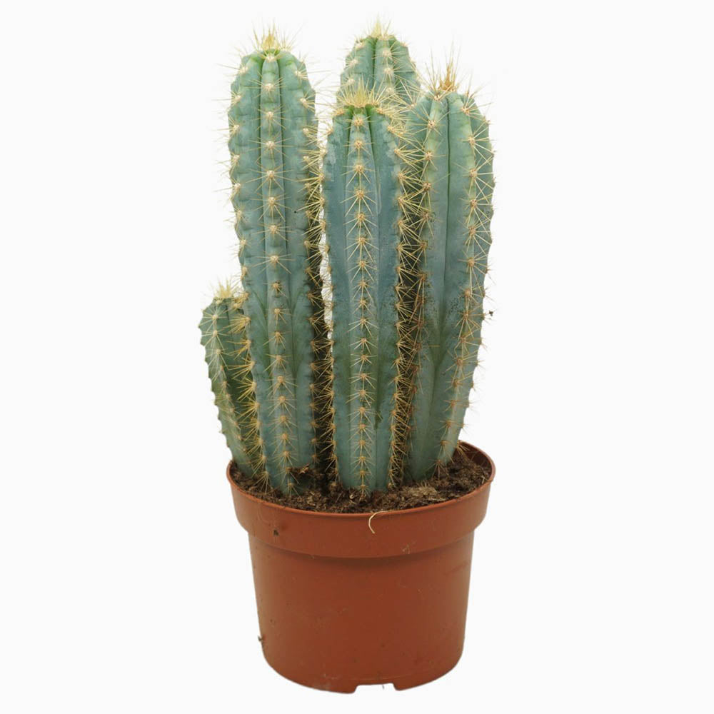 Cactus Pilosocereus Azureus Blue Torch, 25-30 cm, cactus albastru columnar, flori albe-galbenui, planta decorativa rara