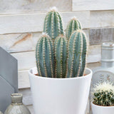 Cactus Pilosocereus Azureus Blue Torch, 40 cm, cactus albastru columnar, flori albe-galbenui, planta decorativa rara, usor de ingrijit - 40 cm