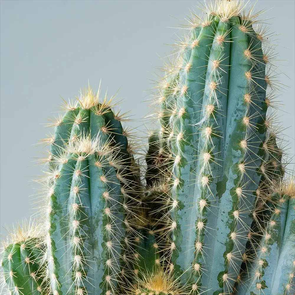 Cactus Pilosocereus Azureus Blue Torch, 25-30 cm, cactus albastru columnar, flori albe-galbenui, planta decorativa rara
