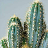 Cactus Pilosocereus Azureus Blue Torch, 25-30 cm, cactus albastru columnar, flori albe-galbenui, planta decorativa rara