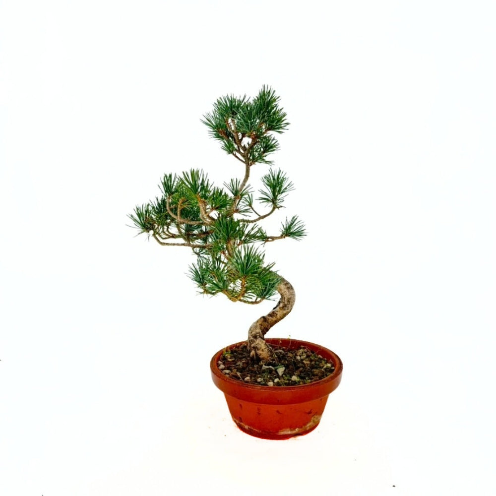 Bonsai fenyő Pentaphylla, japán cloud formára alakított fenyő, örökzöld, teraszra és kertbe, fagytűrő, lassú növekedésű