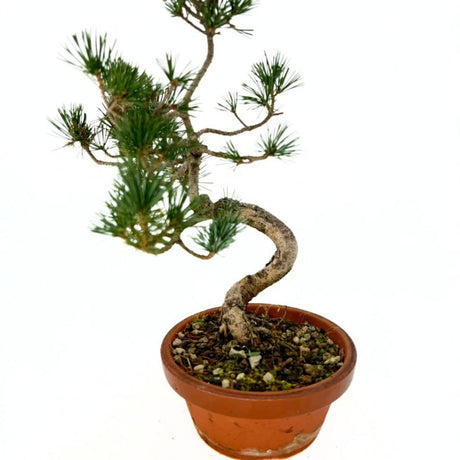 Bonsai fenyő Pentaphylla, japán cloud formára alakított fenyő, örökzöld, teraszra és kertbe, fagytűrő, lassú növekedésű