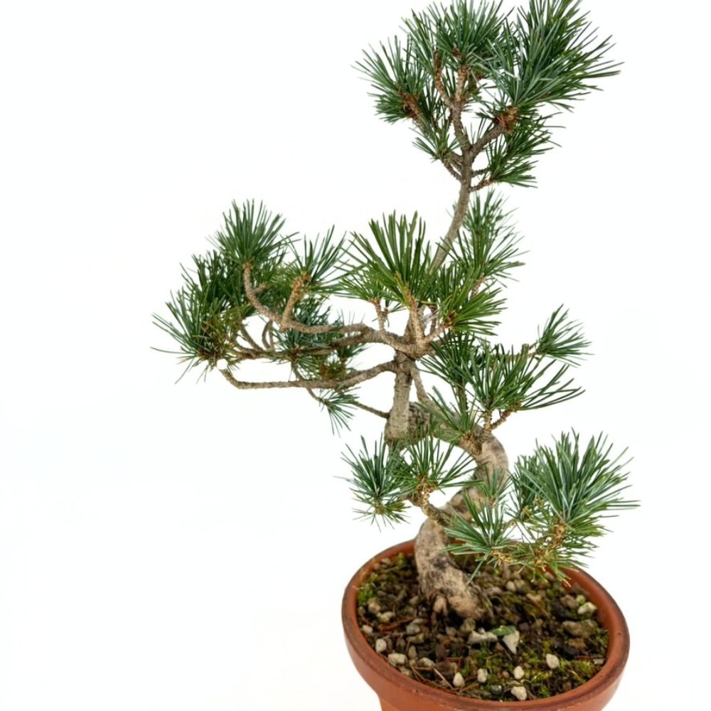 Bonsai fenyő Pentaphylla, japán cloud formára alakított fenyő, örökzöld, teraszra és kertbe, fagytűrő, lassú növekedésű
