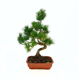 Bonsai fenyő Pentaphylla, japán cloud formára alakított fenyő, örökzöld, teraszra és kertbe, fagytűrő, lassú növekedésű