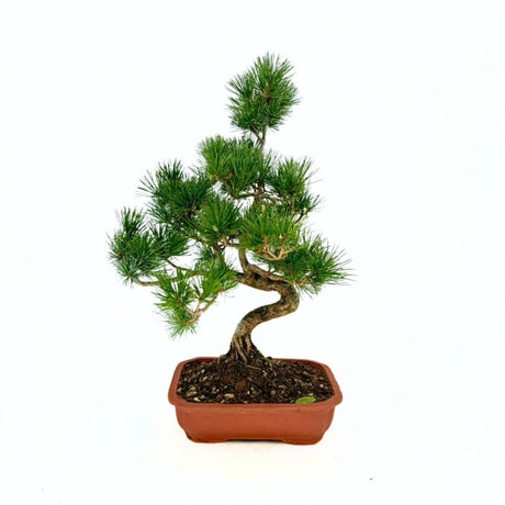 Bonsai fenyő Pentaphylla, japán cloud formára alakított fenyő, örökzöld, teraszra és kertbe, fagytűrő, lassú növekedésű
