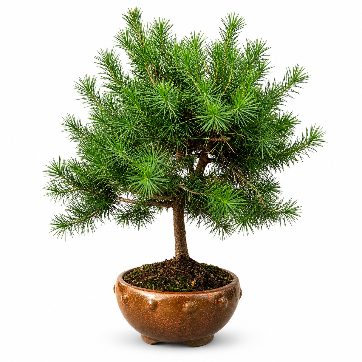 Aleppói fenyő bonsai (Pinus halepensis) – sűrű, zöld tűlevelű miniatűr beltéri dísznövény