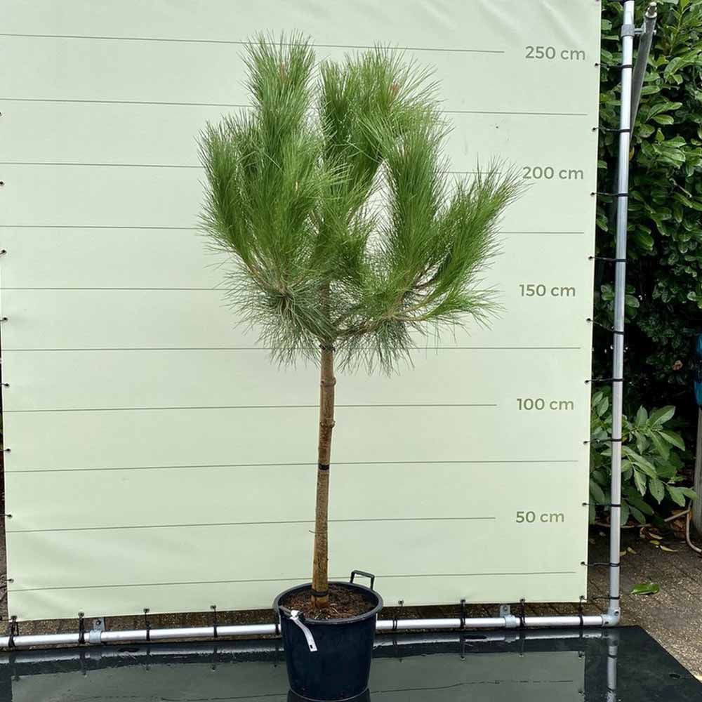 Esernyofenyo (Pinus Pinea), mediterran ernyo formaju diszfenyo, kulonleges ornamentalis megjelenes