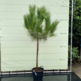 Esernyofenyo (Pinus Pinea), mediterran ernyo formaju diszfenyo, kulonleges ornamentalis megjelenes