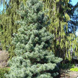 Pinus Korean Argintiu Silveray, pin asiatic decorativ cu ace argintii, seminte comestibile, ideal pentru gradini si parcuri