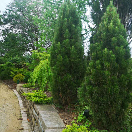 Pin Colulumnar Negru Green Tower, ace verzi-intens, pentru gradini mici si spatii inguste