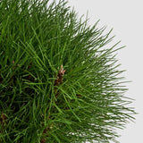 Pin Pitic Negru Marie Bregeon, coroana sferica si ace verde intens, ideal pentru ghivece si gradini mici