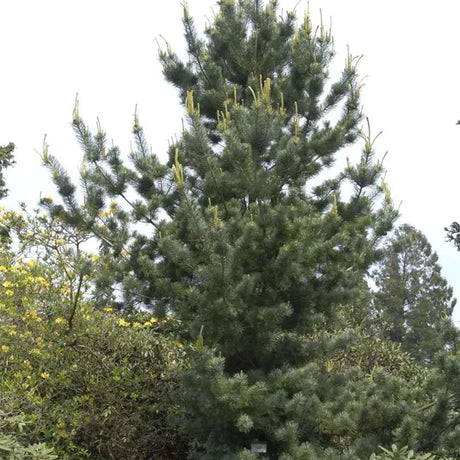 Pin Japonez Alb (Pinus parviflora ) Tempelhof, ace argintii-albastre, vesnic verde, compact