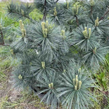 Pin Pitic Albastru flexilis Pygmaea, forma sferica, conifer decorativ rezistent frig