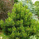 Pin Nigra Pitic (Pinus Nana), conifer pitic decorativ vesnic verde rezistent la frig