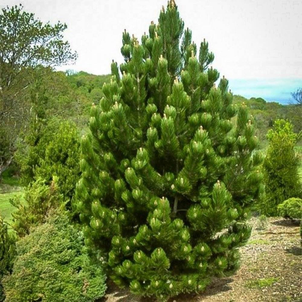 Pin Negru Oregon Green, cu ace mici dense de aparenta rotunzi