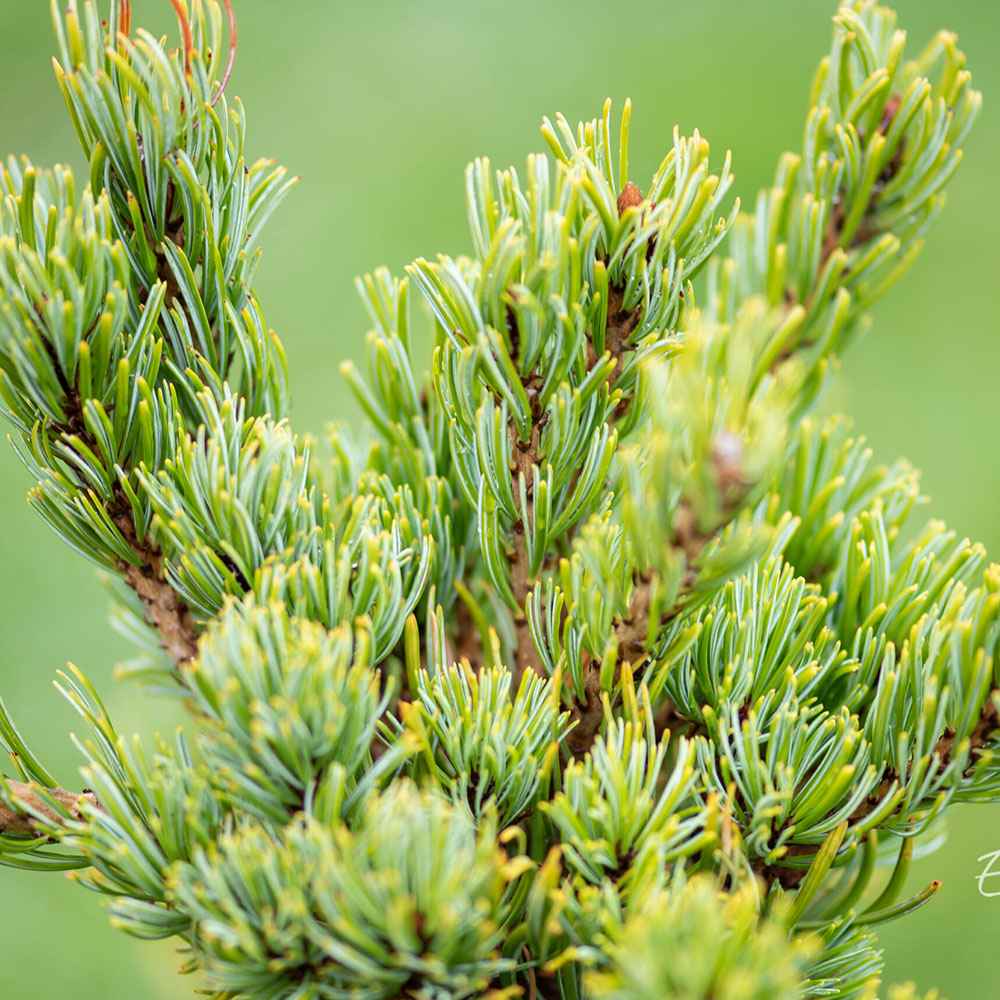 Pin japonez alb (Pinus parviflora) Chikuza-Goten, compact, vesnic verde, ace albastre-verzi