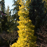 Pin Alb Louie Auriu (Pinus Strobus),, conifer decorativ auriu vara si iarna, crestere rapida, parfum discret, usor de intretinut