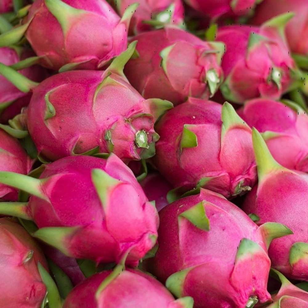 Piros pitaya gyümölcs (Hylocereus hybridum), egzotikus kaktusz édes, frissítő gyümölcsökkel, kivi- és körtearomával, rózsaszín hússal és illatos virágokkal