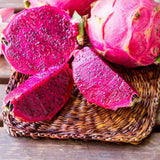 Piros pitaya gyümölcs (Hylocereus hybridum), egzotikus kaktusz édes, frissítő gyümölcsökkel, kivi- és körtearomával, rózsaszín hússal és illatos virágokkal