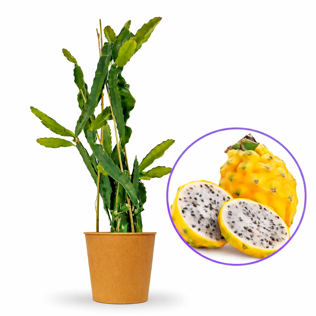 Sárga pitaya 'Palora' – egzotikus, illatos sárga gyümölcsű kúszókaktusz