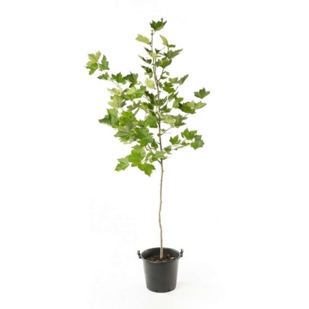 Platan de Londra (Platanus Hispanica), cu cresterea rapida, perfect pentru umbra