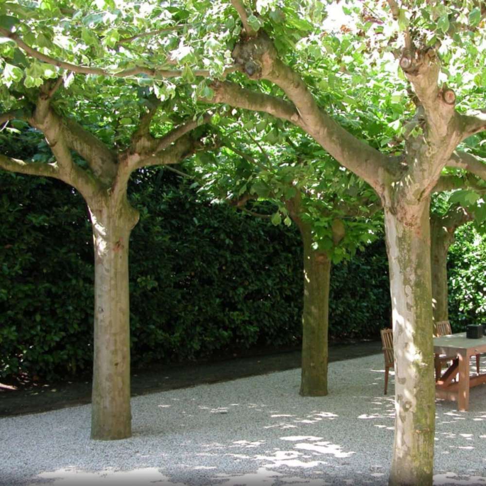 Platan de Londra (Platanus Hispanica), cu cresterea rapida, perfect pentru umbra