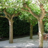 Platan de Londra (Platanus Hispanica), cu cresterea rapida, perfect pentru umbra