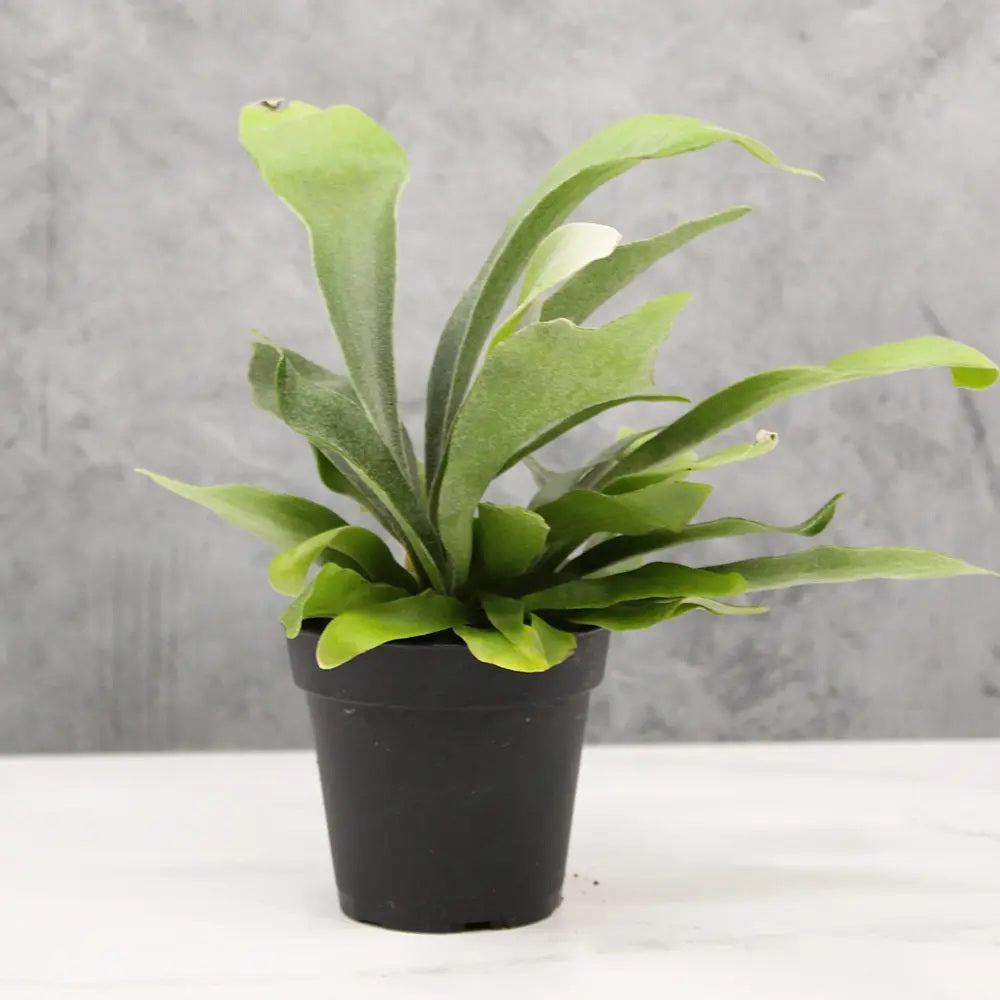 Feriga Corn de Cerb (Platycerium bifurcatum), 50 cm