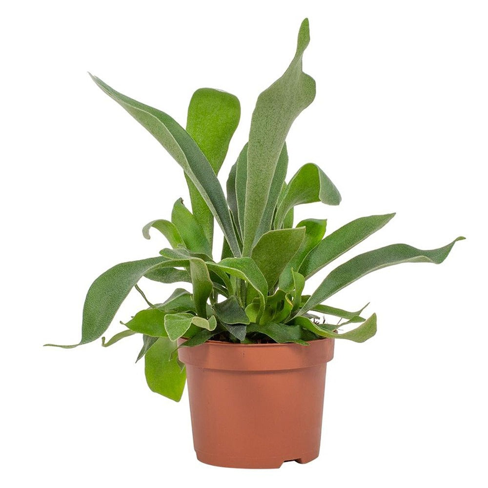 Feriga Corn de Cerb (Platycerium bifurcatum), 50 cm