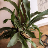 Feriga Corn de Cerb (Platycerium bifurcatum), 50 cm
