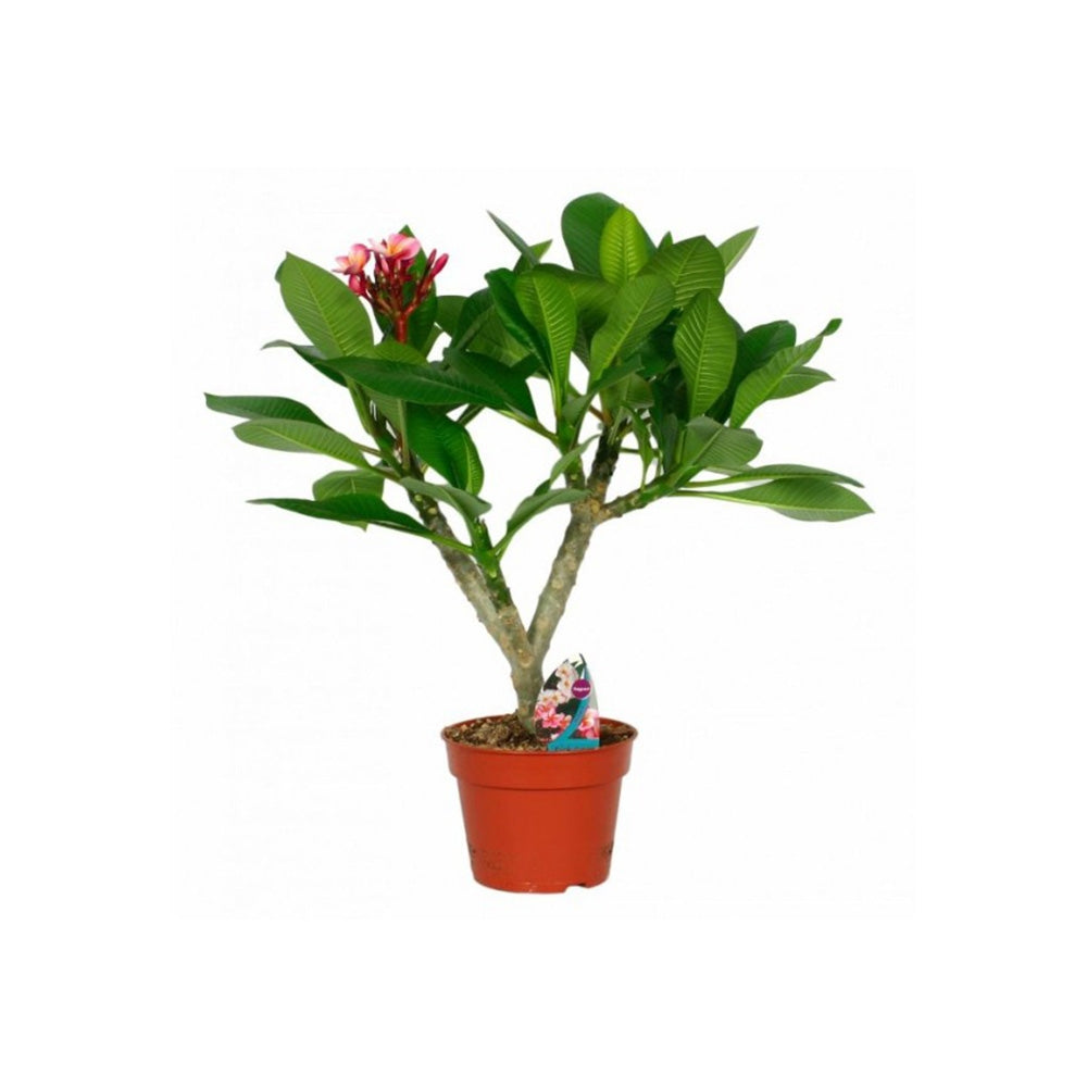 Frangipani 'Hawaiian' – intenzíven illatos, trópusi szobanövény piros virágokkal