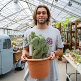 Cactus Polaskia chichipe, 40 cm, cactus crestat albastru-verzui, rar de colectie, planta exotica decorativa de interior