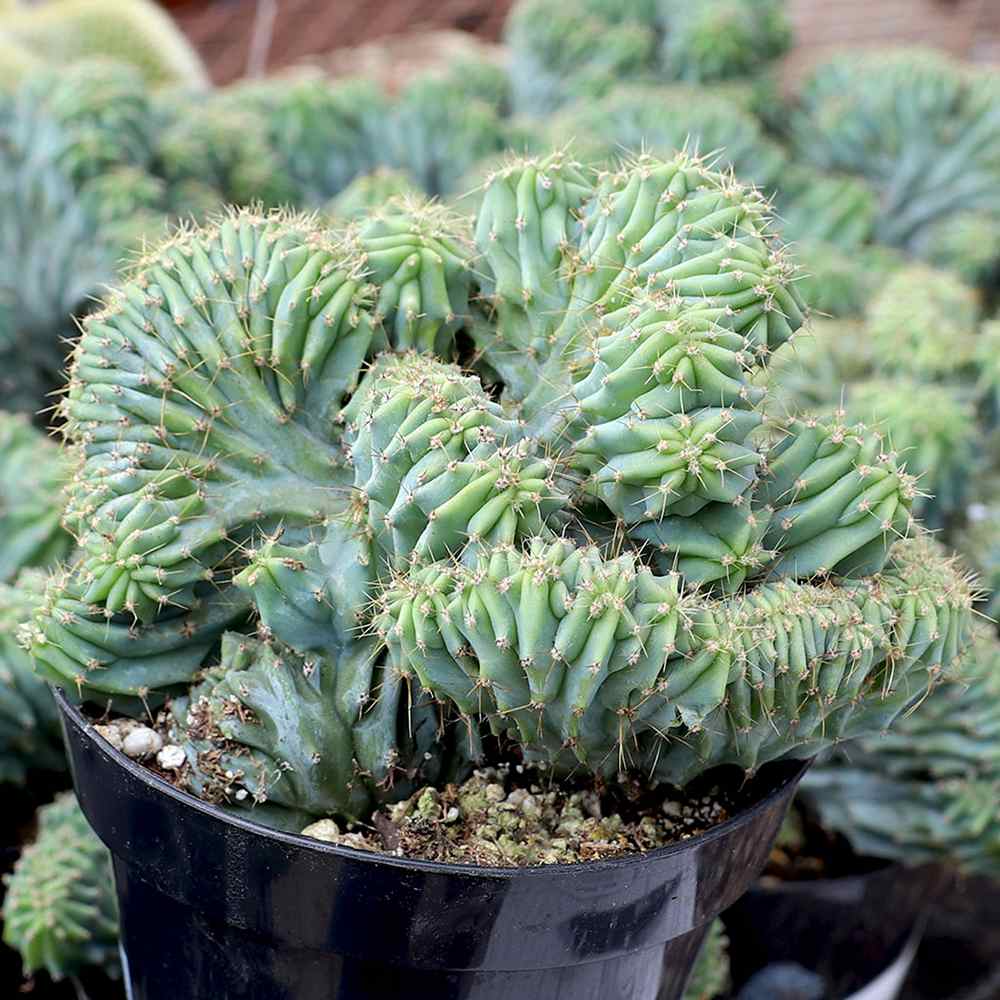 Cactus Polaskia chichipe, 40 cm, cactus crestat albastru-verzui, rar de colectie, planta exotica decorativa de interior