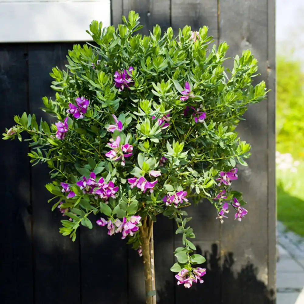 Liliac Exotic (Myrtifolia Polygala) Bibi Pink pentru Terasa sau Gradina, inflorire continua roz intens, flori parfumate