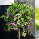 Liliac Exotic (Myrtifolia Polygala) Bibi Pink pentru Terasa sau Gradina, inflorire continua roz intens, flori parfumate