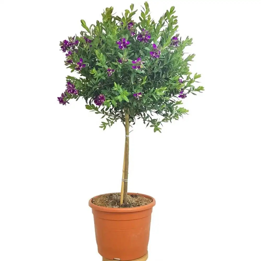 Liliac Exotic (Myrtifolia Polygala) Bibi Pink pentru Terasa sau Gradina, inflorire continua roz intens, flori parfumate