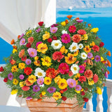 Floarea de piatra (Portucala Grandiflora), mix 4 culori in ghiveci, flori rosii, galbene, roz si portocalii, planta decorativa de vara