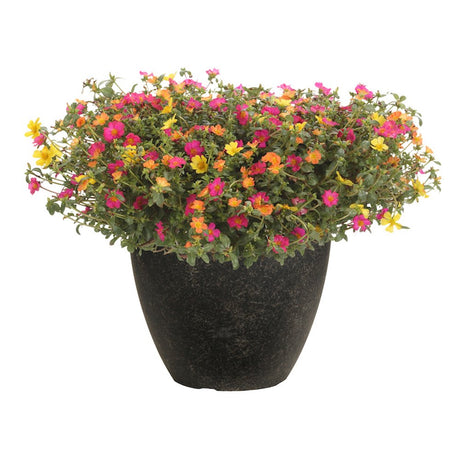 Floarea de piatra (Portucala Grandiflora), mix 4 culori in ghiveci, flori rosii, galbene, roz si portocalii, planta decorativa de vara