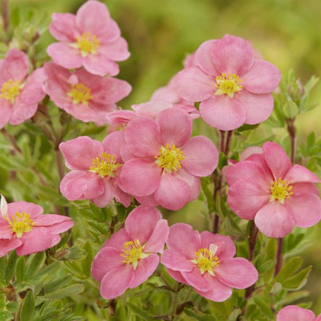 Coada Racului (Potentilla) Pink Paradise, arbust decorativ cu flori roz-pastel, inflorire lunga, forma globulara naturala