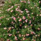 Coada Racului (Potentilla) Pink Paradise, arbust decorativ cu flori roz-pastel, inflorire lunga, forma globulara naturala