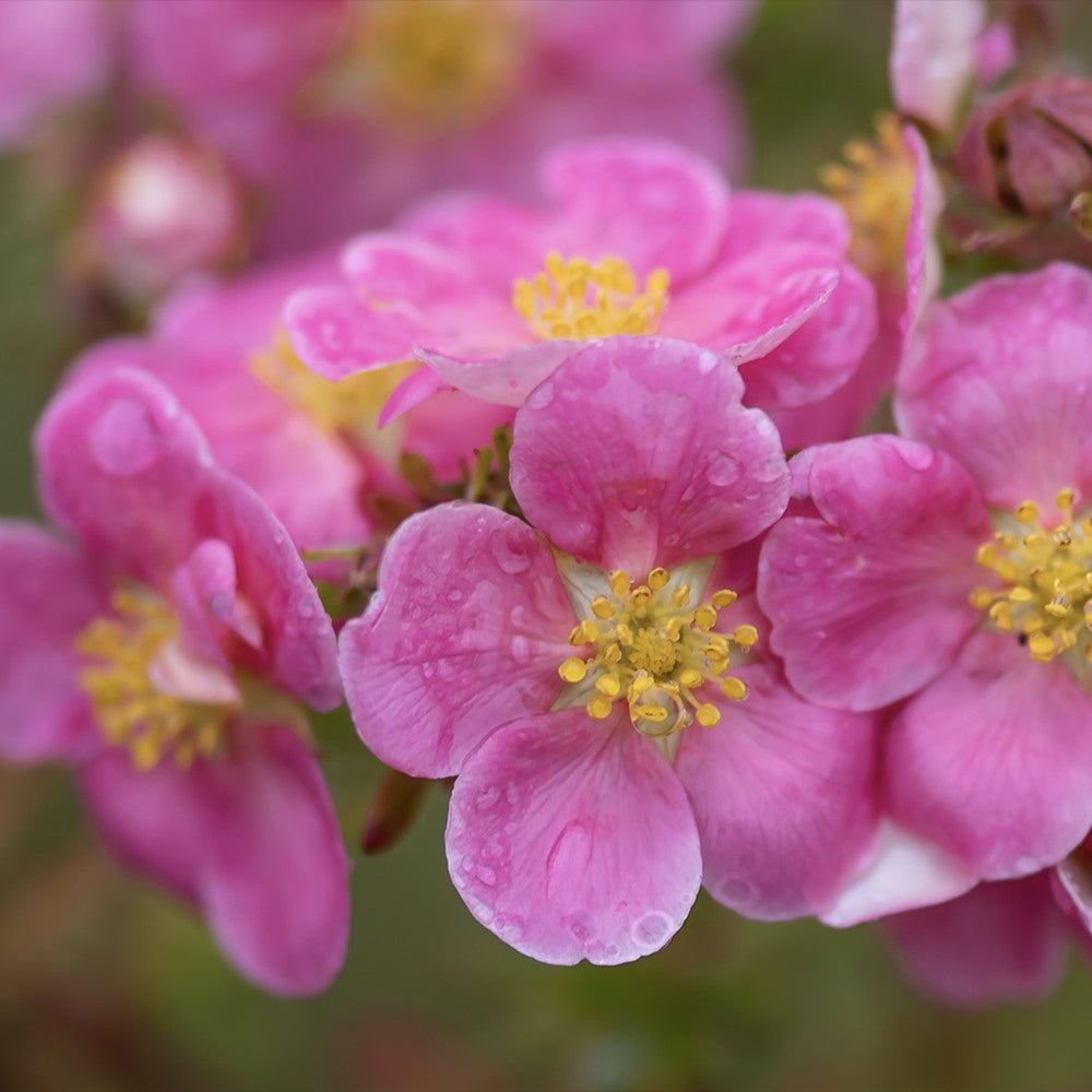 Coada Racului (Potentilla) Pink Paradise, arbust decorativ cu flori roz-pastel, inflorire lunga, forma globulara naturala