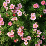 Coada Racului (Potentilla) Pink Paradise, arbust decorativ cu flori roz-pastel, inflorire lunga, forma globulara naturala
