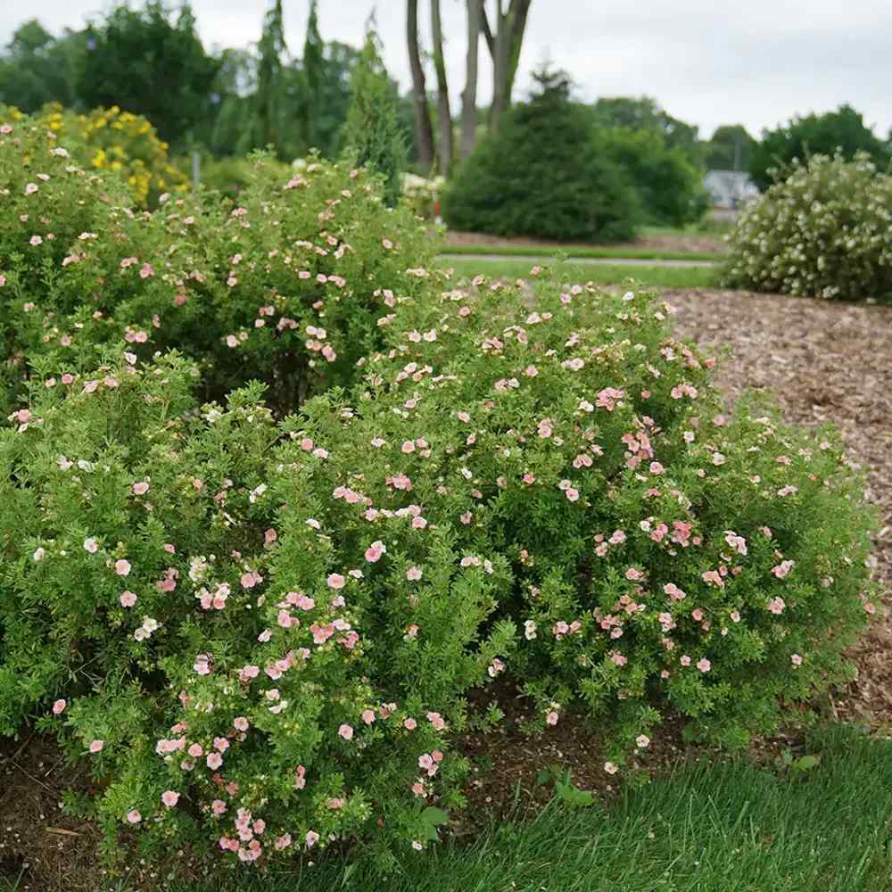 Coada Racului (Potentilla) Pink Paradise, arbust decorativ cu flori roz-pastel, inflorire lunga, forma globulara naturala
