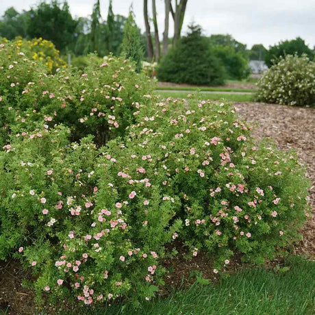 Coada Racului (Potentilla) Pink Paradise, arbust decorativ cu flori roz-pastel, inflorire lunga, forma globulara naturala